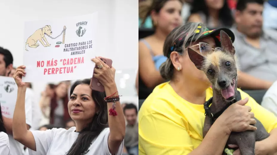 Esta imagen es un díptico que muestra a dos personas en un entorno de reunión o protesta. A la izquierda, una mujer morena sostiene un cartel blanco. En el cartel hay un dibujo de un perro atado a una cadena con la leyenda “CASTIGO PARA LOS MALTRATADORES DE ANIMALES” y “NO MÁS ‘CADENA PERPETUA’”. A la derecha, una mujer con un sombrero y gafas sostiene a un perro xoloitzcuintle, que mira directamente a la cámara con la lengua fuera.