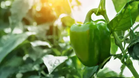 pimientos verdes creciendo en los huertos en casa.jpg