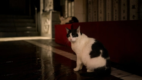 Dos gatos vaquita en Osaka, Japón.