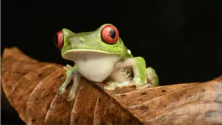 Especies en peligro.jpg