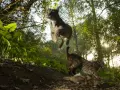 El lince ibérico es el felino más amenazado del planeta. Hay casi 700 ejemplares en libertad aunque aún queda mucho por hacer. Los esfuerzos de conservación están dando resultado: En 2002 quedaban menos de 100 ejemplares, ahora ya son más de 800 viviendo en libertad en la Península Ibérica, informa WWF.