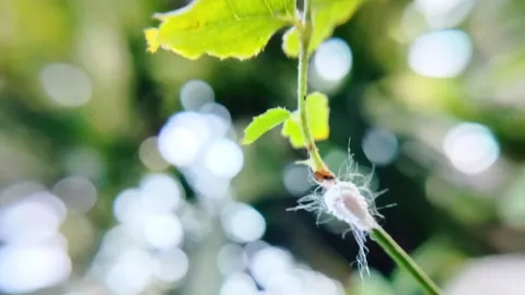 &iquest;C&oacute;mo eliminar la plaga de cochinilla algodonosa de las plantas?