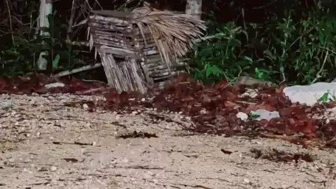 Reportan avistamiento de aluxe en Aeropuerto de Tulum y genera polémica en redes FOTO 3.jpg