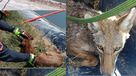 Rescatan a perro y coyote de estanque en Los Arcos, León, 11 de mayo 2025.png