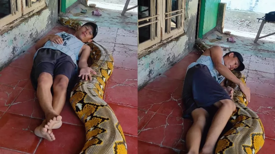 Joven influencer se vuelve famoso por jugar con serpientes gigantes en redes sociales