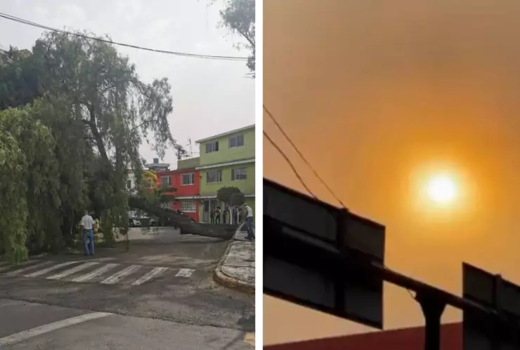 viento-caida-arboles (1).jpg