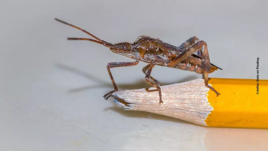 Estas son las cosas que no debes hacer si tienes chinches en tu casa.