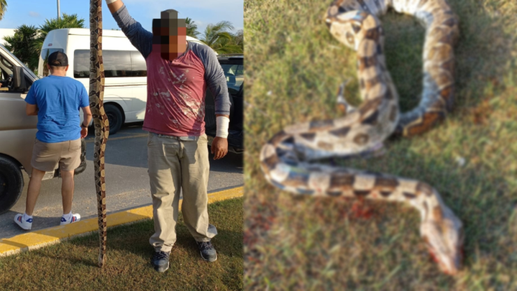 Aplastan a serpiente en carretera de Playa del Carmen ¡Casi se salva!