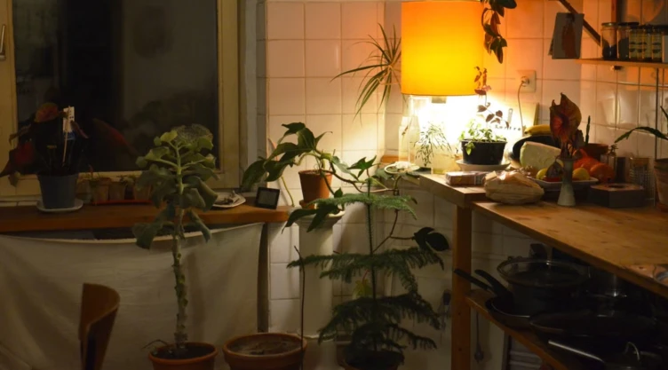3 Lugares para poner tu Kalanchoe en la cocina y su significado