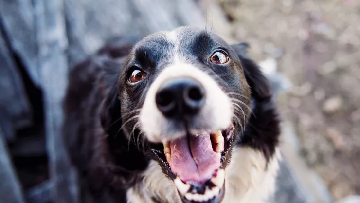 5 errores comunes al entrenar a un perro en casa y cómo corregirlos
