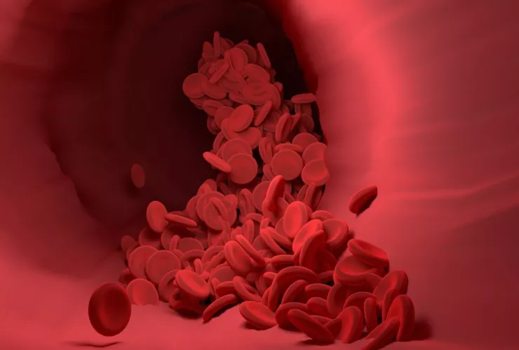 Esta es la planta que controla la sangre del cuerpo