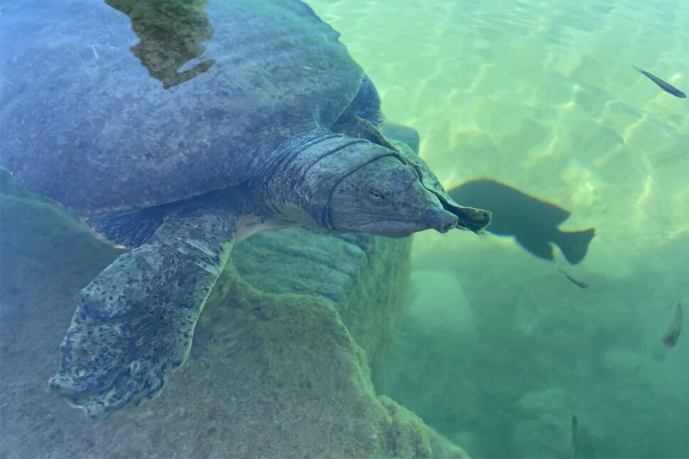 tortuga-bisagra.jpg