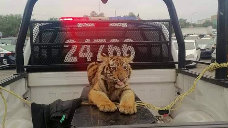 Cachorro de tigre se escapa y deambula en calles de Cuautitlán Izcalli, Edomex