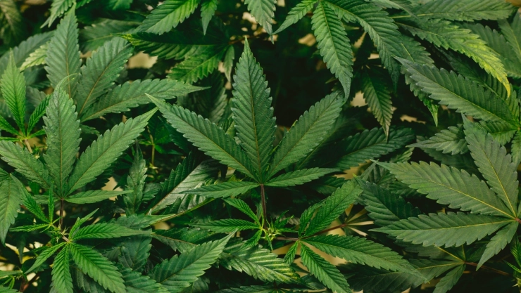 420, los números que dieron forma al Día Mundial de la Marihuana