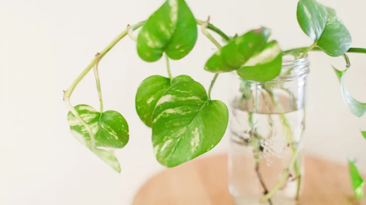 El potus es una planta excelente para decorar cualquier espacio de la casa