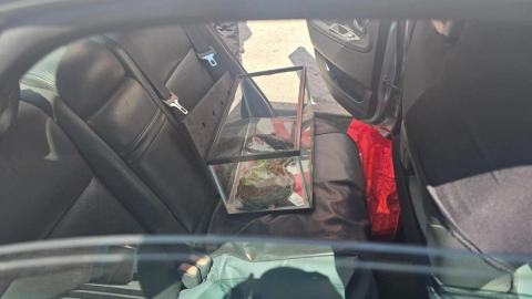 Cocodrilo Moreletii transportado en una pecera a bordo de un auto en Guadalupe, Nuevo León