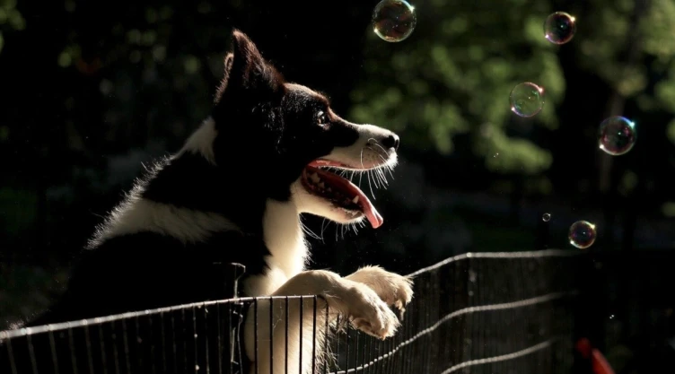 perros-inteligentes-razas