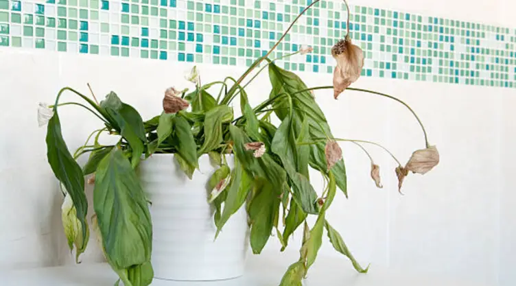 Existen varias razones que podrían estar impidiendo el crecimiento de tus plantas de interior
