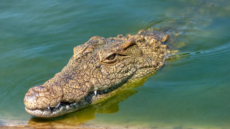 Cocodrilo rescata cuerpo de niño ahogado y lo entrega a sus familiares