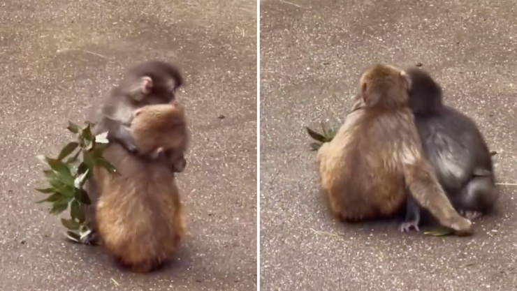 Punch olvida su peluche por andar con su novia en zoológico.png