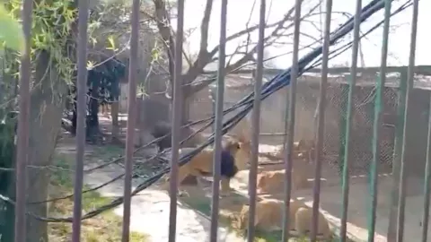 Hombre se queda encerrado con leones al intentar liberarlos de una jaula en EDOMEX (VIDEO)
