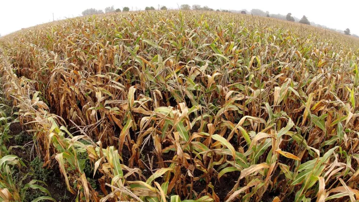U.S. Corn And Soybean Crop Outlook Improves