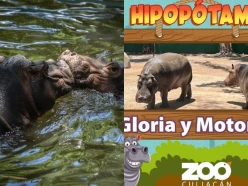 Muere “Motomoto” el hipopótamo de 3 años en zoológico de Sinaloa