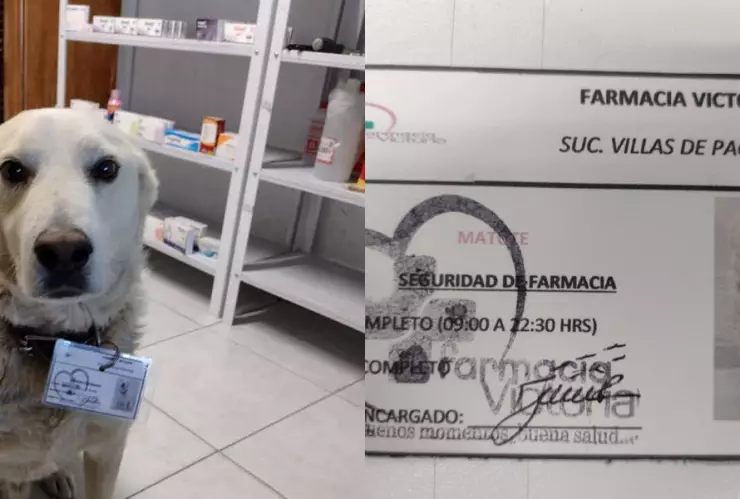 perrito guardia farmacia