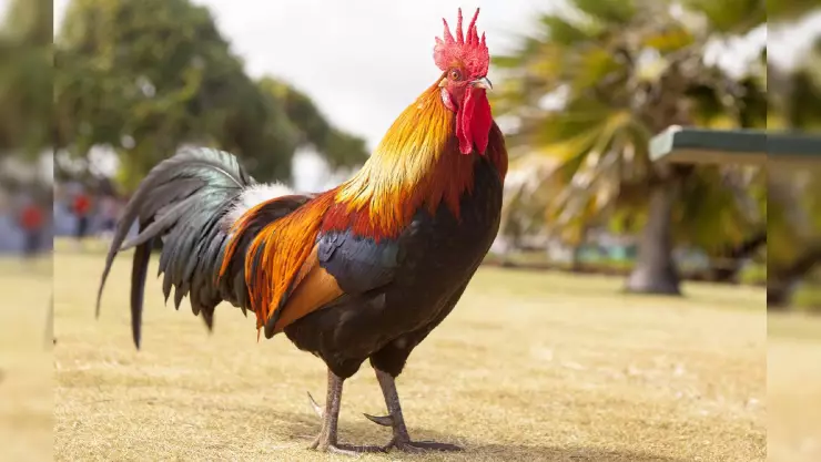 Personas mueren una pelea de gallos