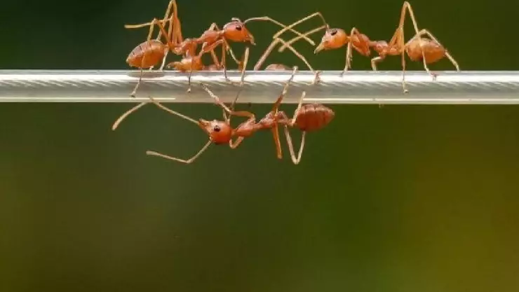 Tras encuentro íntimo, pareja termina HOSPITALIZADA por picadura de HORMIGAS; esto pasó