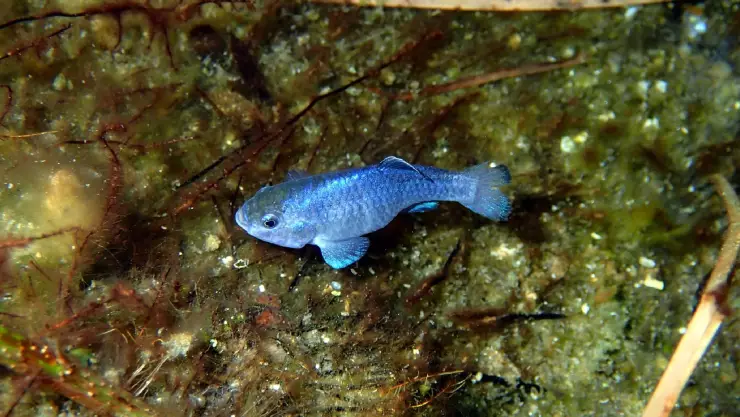 El pez azul metálico apodado “cachorrito de Devils Hole”