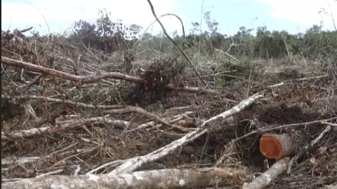 Denuncian tala clandestina de árboles en Bacalar (3)