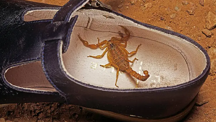 Alacrán