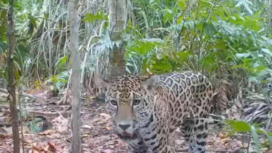 Jaguar fue captado caminando libremente por Dzilam de Bravo