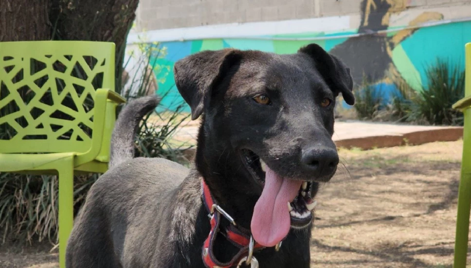 Te decimos cómo adoptar a un perrito rescatado en el Metro CDMX este Día del Niño.