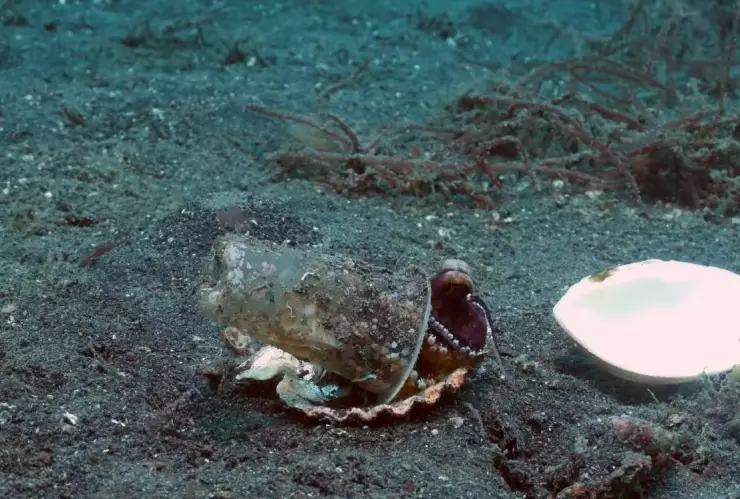 Pulpo en vaso de plastico.
