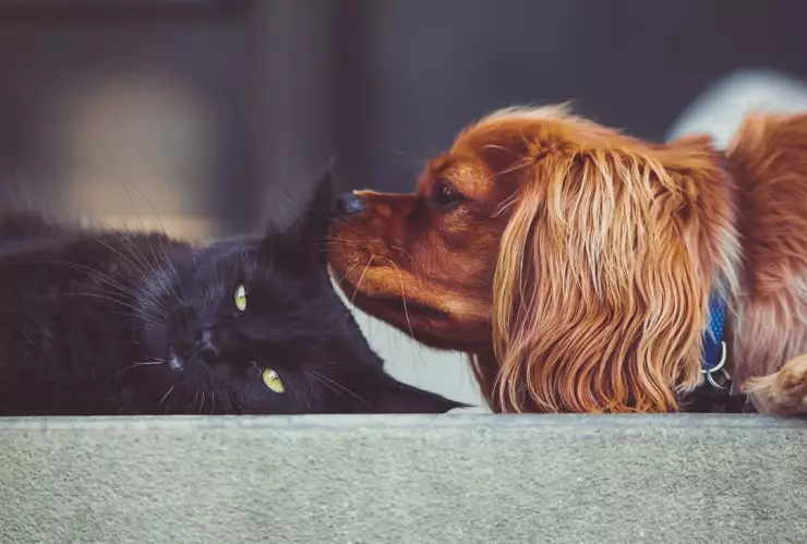 Animales de compañia tribunal CDMX