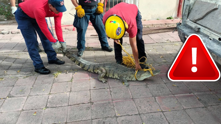VIDEO_ ¿Andaba de paseo y se atoró_ Rescatan a cocodrilo de una alcantarilla en Chetumal.webp