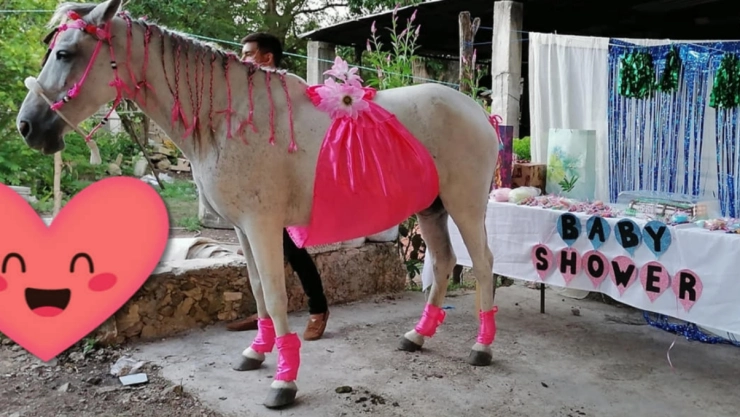 familia-yegua-embarazada-baby-shower