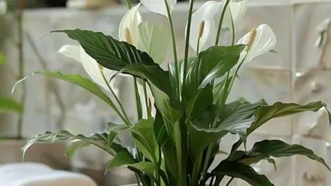 Las mejores 5 plantas que sirven para purificar el aire y eliminar los malos olores del baño