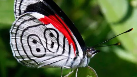 festival internacional de cine de xilitla 2024.jpg