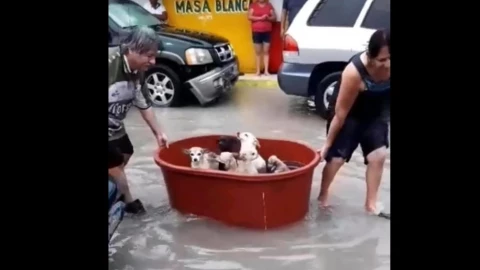 perros-rescate-reynosa-hanna.jpg