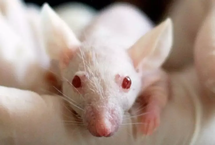 mutacion ratones.jpg