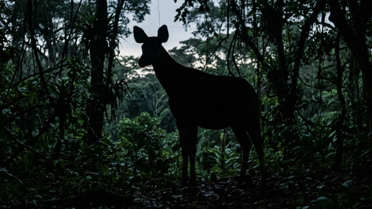 ¡Espectacular! Esta extraña especie habita en Guanajuato; ¿sabes cuál es?.png