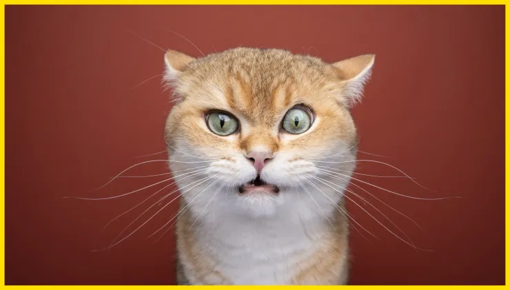 Gato