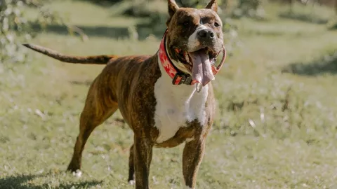 VIDEO IMPACTANTE: Joven sufre grave lesión en sus testículos tras ser mordido por un pitbull