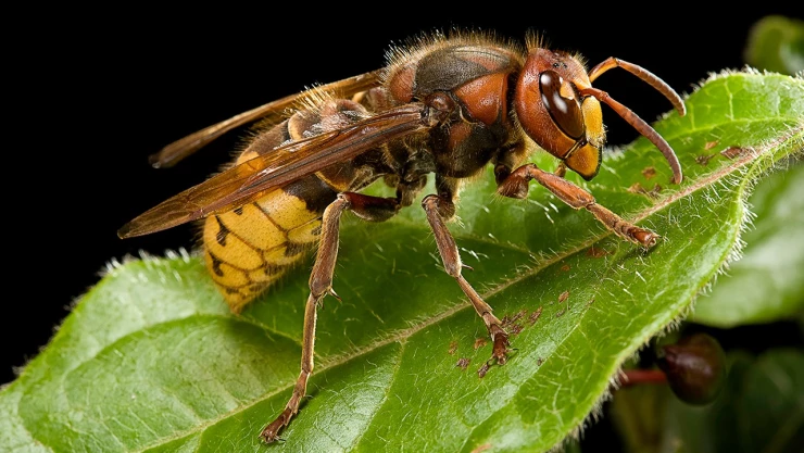 Conoce cuáles son los tipos de avispas
