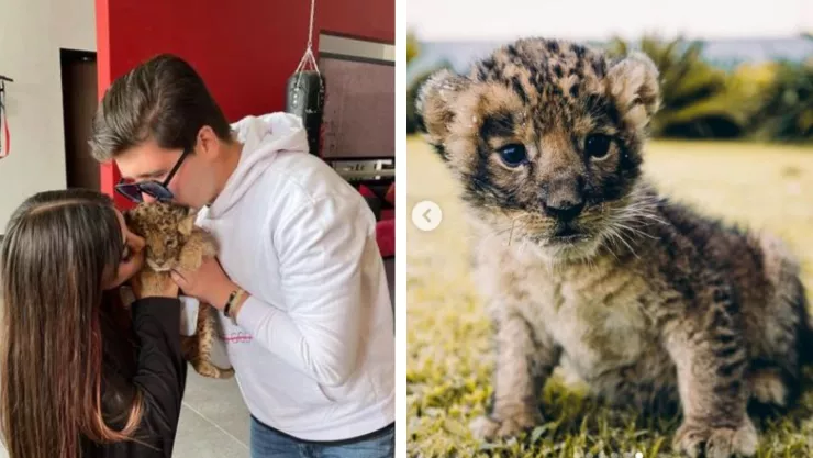 el influencer fofo márquez le regala un cachorro de león a su novia y genera polémica en redes sociales.jpg