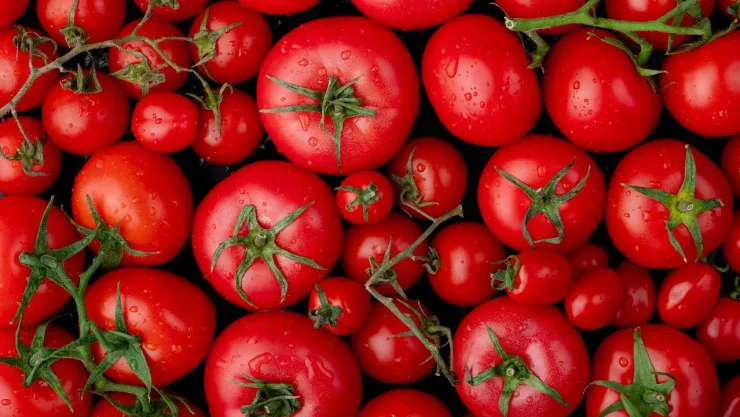 Precio del kilo de tomate
