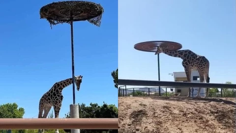 Indigna las condiciones de vida de la jirafa “Benito”; recaban firmas para trasladarlo a EUA